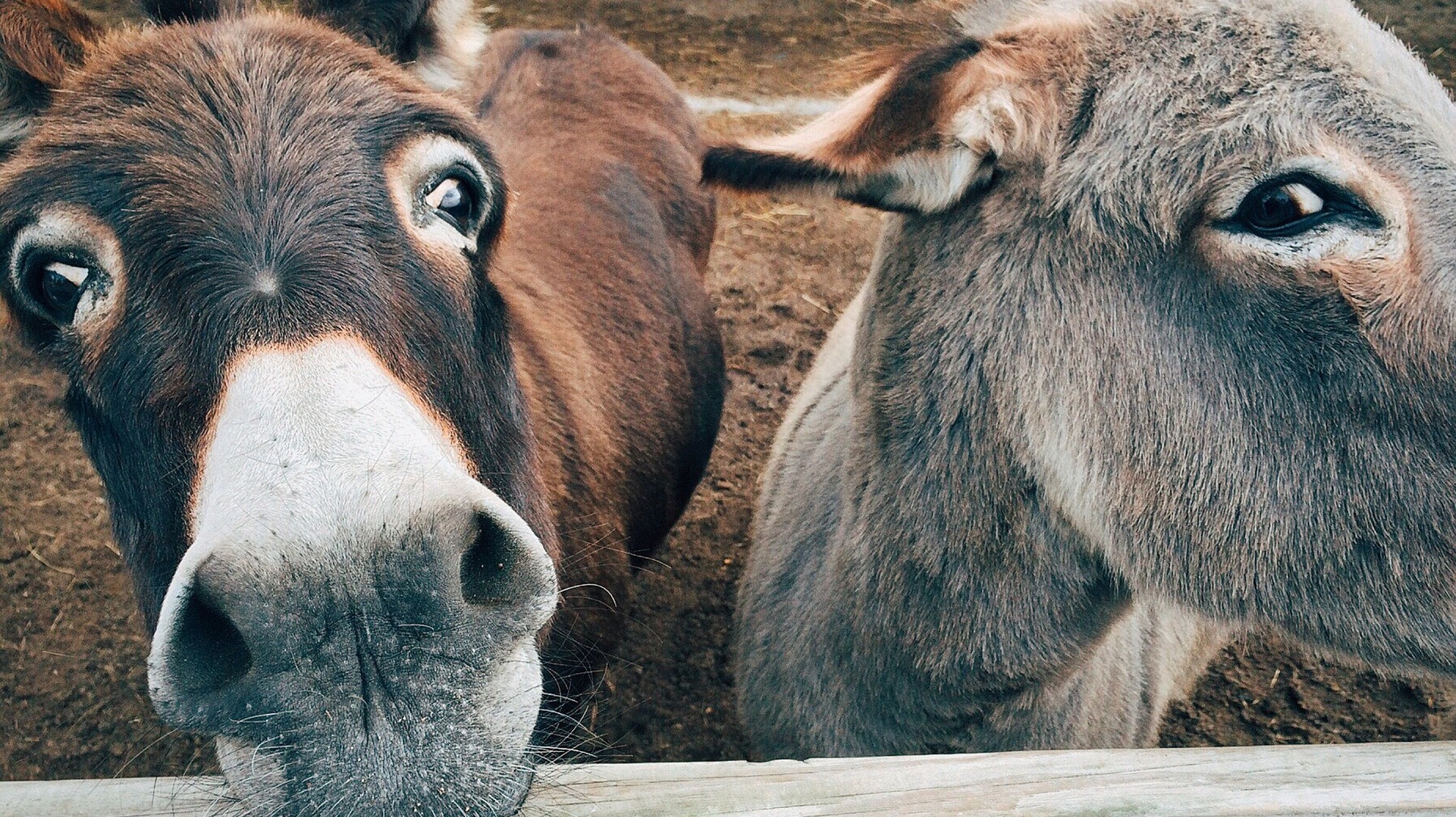 Il Latte d'Asina, vero nutrimento per la pelle